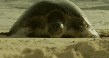 green turtle GIF by Head Like an Orange