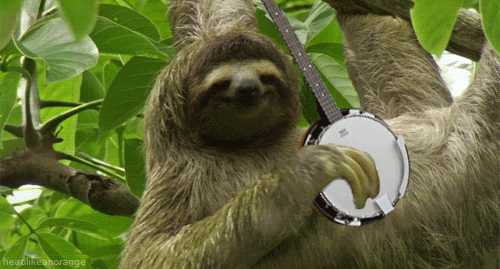 Banjo Sloths GIF