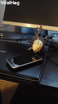 Pet Bird Spins Toy Cell Phone GIF by ViralHog