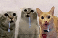 500 Miles Funny Cat GIF