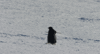 natgeochannel  GIF
