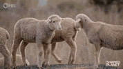 Love You Besties GIF by PBS