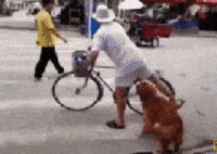 All Aboard Dog GIF