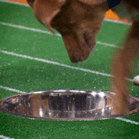 Dog Water GIF by Puppy Bowl