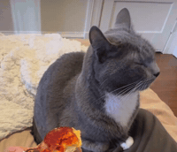 Cat Side Eye GIF