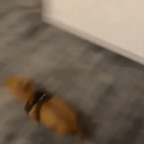 Ruff Day? Dachshund Dashes for Bed as Soon as Owner Opens Front Door