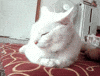 Tired White Cat GIF