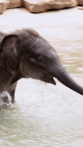 Adorable Baby Elephant Takes First Swim