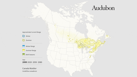 canada warbler GIF by audubon