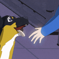 Border Collie Pets GIF by Rare Americans
