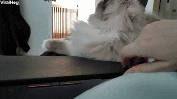 Cuddly Kitty Prefers Pets Over Owners Laptop GIF by ViralHog
