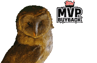 Owl Baseball Cards Sticker by Topps