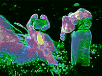 dance fire GIF by MFD