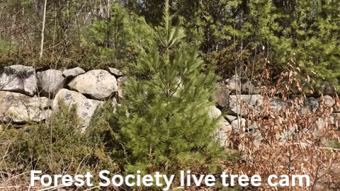 Jsavagenh giphygifmaker forestsociety tree cam spnhf GIF