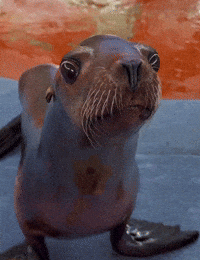Happy Sea Lion GIF