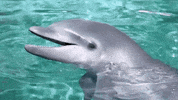 SeaWorld reaction wow adorable aww GIF