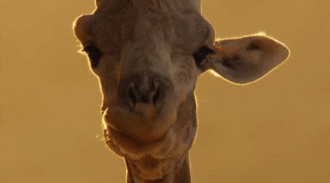 taste GIF