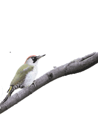 valdid woodpecker uccello hoopoe upupa Sticker