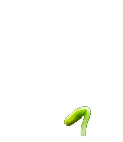 New Post Seedling Sticker by The Veggie Group