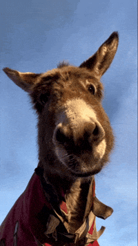 What You Doing Donkey GIF