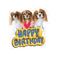 Birthday Cavalierkingcharlesspaniel Sticker