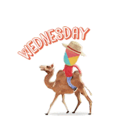 Wednesday Hump Day Sticker by Sniff San Francisco