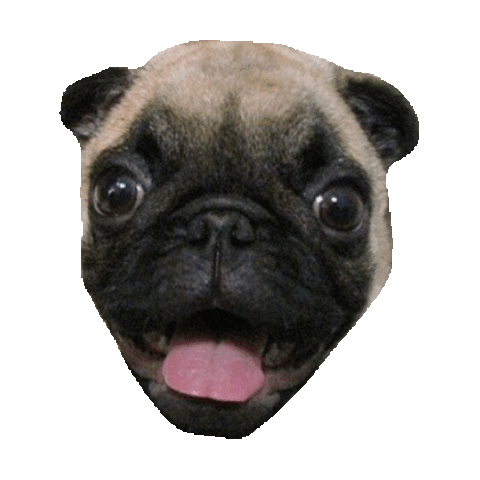 pug STICKER by imoji