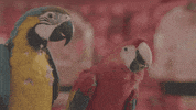 travel vacation GIF by GetYourGuide