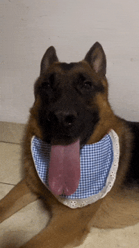 Dog GIF