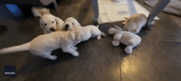 Golden Retriever Puppies Go Wild During Playtime in France