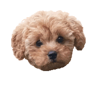 Dog Puppy Sticker