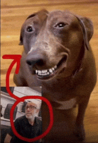 Im Looking GIF