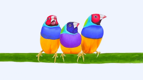 viewsonicph giphygifmaker birds social distancing finch GIF