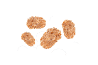 QuakerNL cruesli quakernl multigrain chococoatedcornflakes Sticker