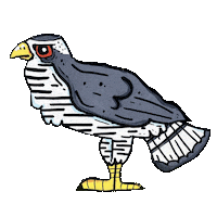 Goshawk Sticker by Mike Bennett Art