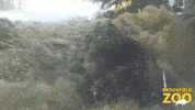 Brown Bear Reaction GIF by Brookfield Zoo
