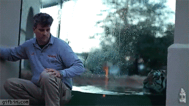 tiger GIF