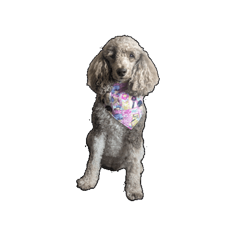 Soda Pop Sticker by Geekster Pets