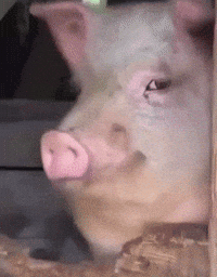 Happy New Year What GIF