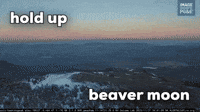 Hold Up, Beaver Moon