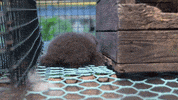 oikeuttaelaimille fox finland stuck fur GIF
