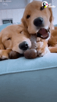 Spanish Dog GIF by El Dodo