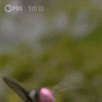 Close Up Bird GIF by Nature on PBS