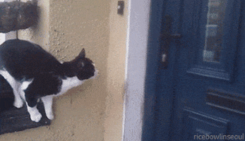 cat burglar GIF