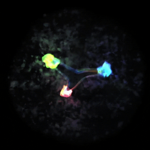 waniamileva giphyupload GIF