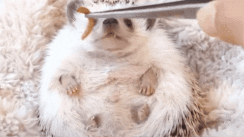 raschoernster giphygifmaker GIF