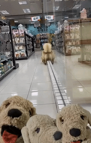 cuteanimalland giphyupload GIF