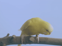 pell chirpin' GIF by Payday Records