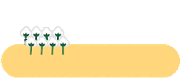 Soja Cotton Sticker by Ciaseeds