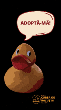 cursaderatustebuc yellow duck ducks rotaract GIF